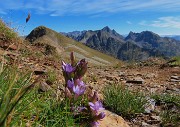 33 Gentiana anisodonta ramosa con vista verso Cima Venina e Pizzo del Diavolo 